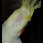 Mis ninfas lutinas no tienen plumas detrás de la cresta 
